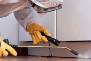 Messie Schädlingsbekämpfung Eberswalde